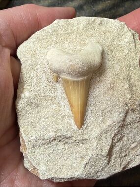 Fossil Otodus Oblique Shark Tooth in Matrix